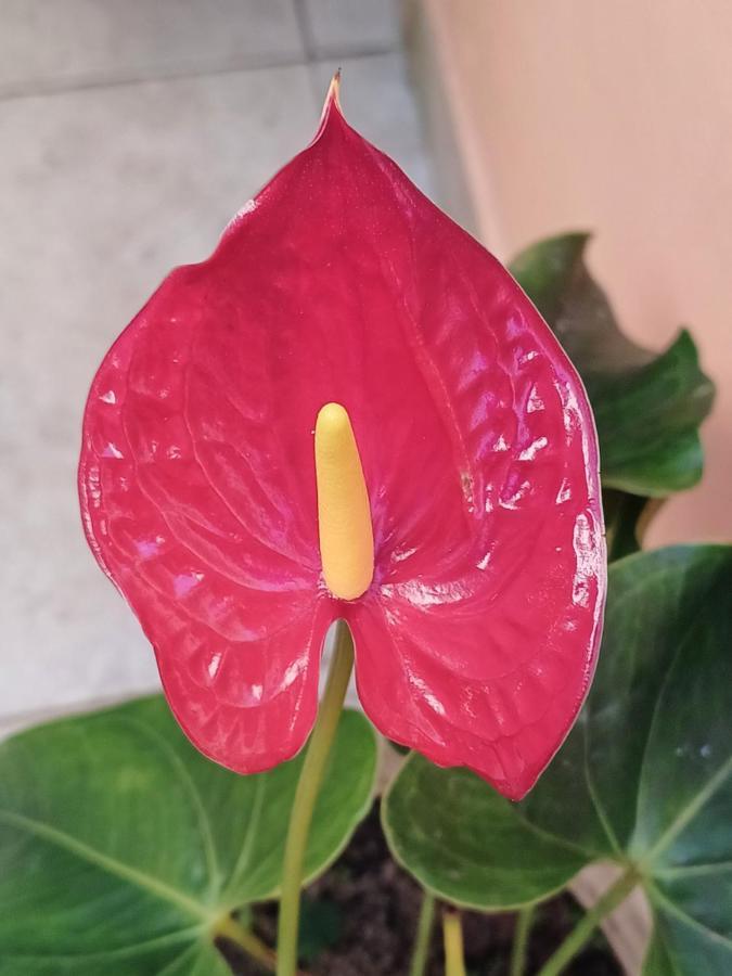 Suites Canto Do Pontal 帕拉蒂 外观 照片