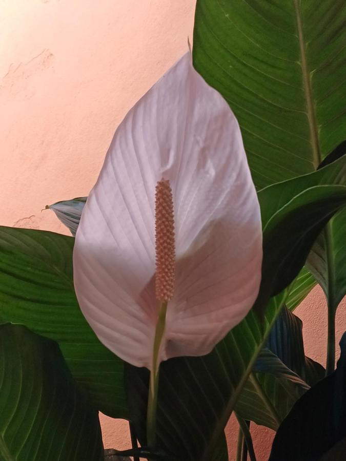 Suites Canto Do Pontal 帕拉蒂 外观 照片