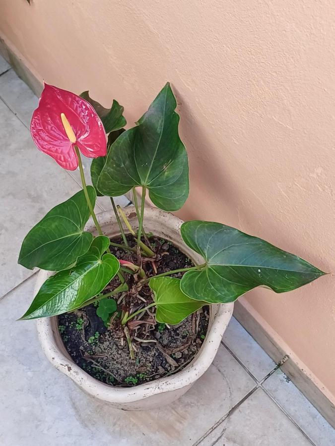 Suites Canto Do Pontal 帕拉蒂 外观 照片